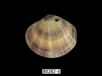 藏品(圓盤蛤)的圖片